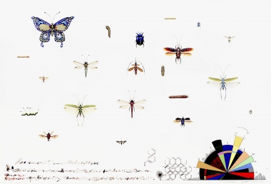 私人生物学40-昆虫群候研究图